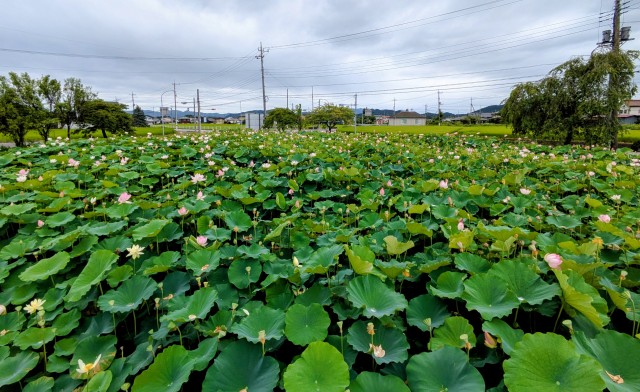 土沢地区のハス池